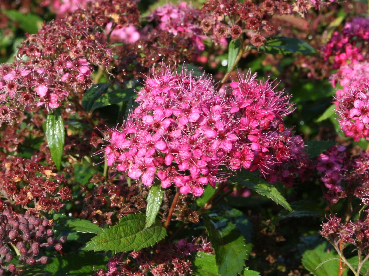 Rote Sommerspiere Anthony Waterer Spiraea Bumalda Anthony Waterer