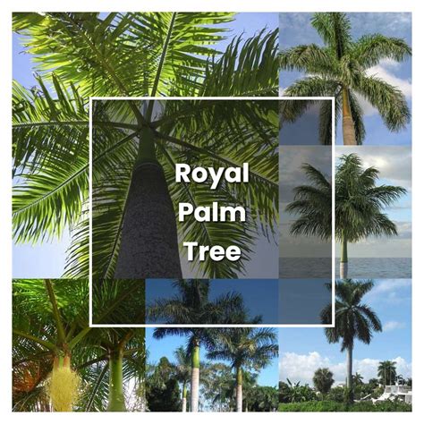 Royal Palm Trees: Easy Care Tips