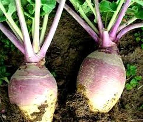 Rutabaga Seeds How To Grow Rutabaga Country Creek Llc