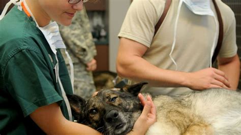 Sa Community College S Vet Tech Program Named In Top 50