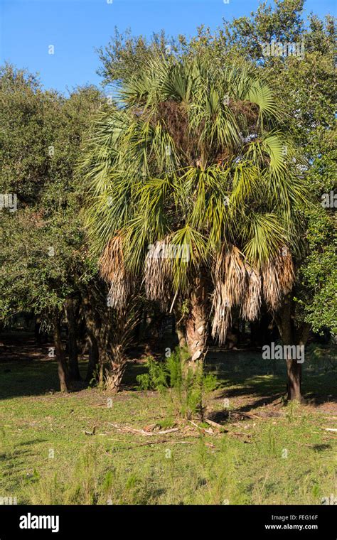 Sabal Palmetto Sabal Palm Cabbage Palm Southern Florida Stock Photo