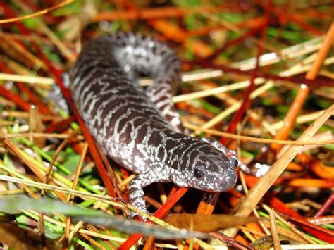 Salamander In Florida