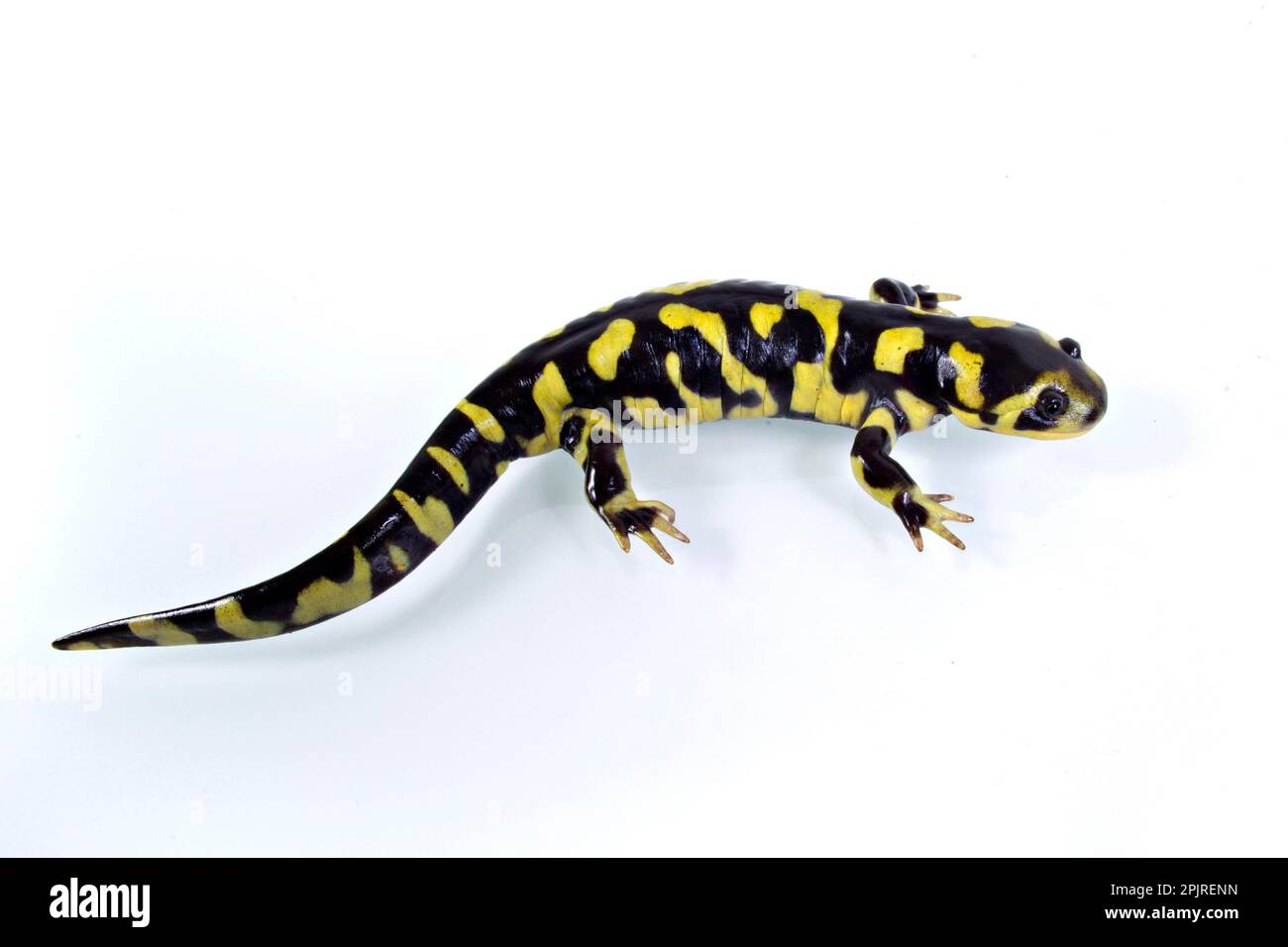 Salamander Salamander Amphibians Newt