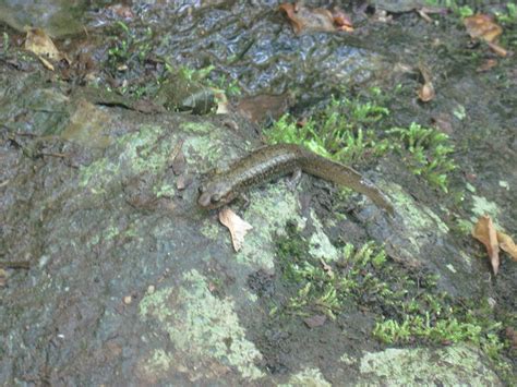 Salamanders Of Florida: Species Guide