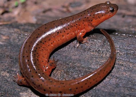 Salamanders Of Florida