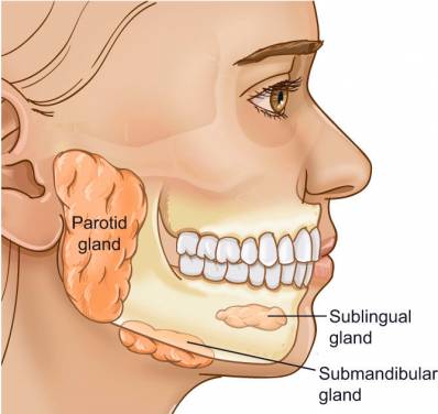 Salivary Glands Salivary Gland Stone Blocked Salivary Gland Home