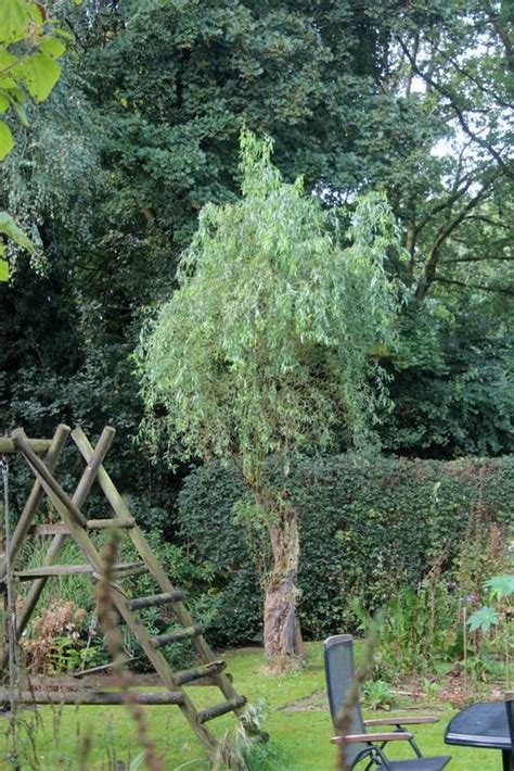 Salix Matsudana Curly Willow: Adds Unique Landscape Beauty