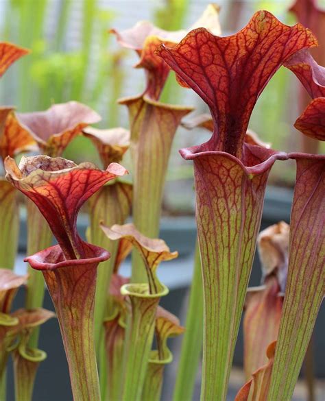 Sarracenia American Pitcher Plants Carnivorous Plant Terrarium Care