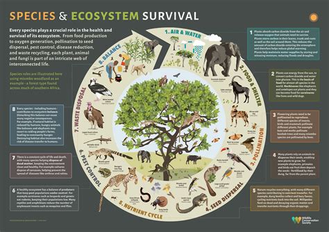 Savannah Ecosystem Guide: Thrive In Balance