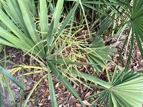 Saw Palmetto Palm Plant Guide Central Florida Plant Guide