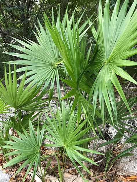 Saw Palmetto Plant