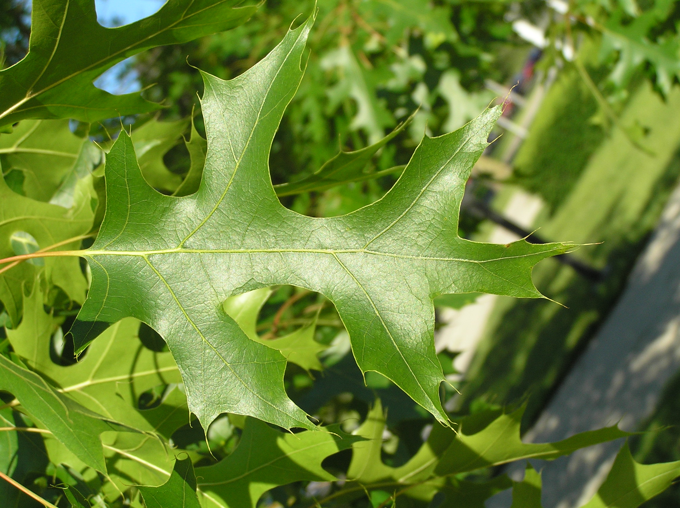 Scarlet Oak Native Roots