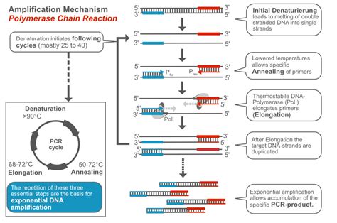 Schematic Diagram Of Polymerase Chain Reaction Polymerase Re