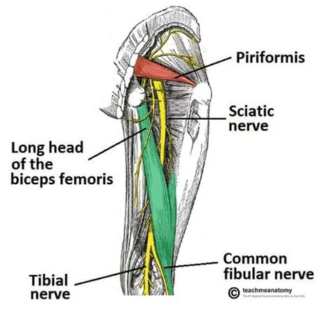 Schematic Posterior View Of The Sciatic Nerve And The Hamstring Tendons