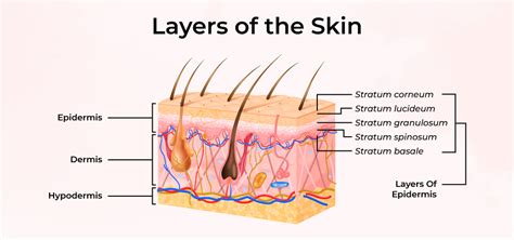 Schematic Representation Of Basic Human Skin Anatomy Depicting The