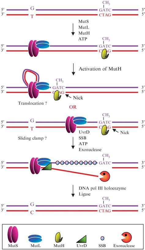 Schematic Representation Of Methyl Directed Dna Mismatch Repair In E