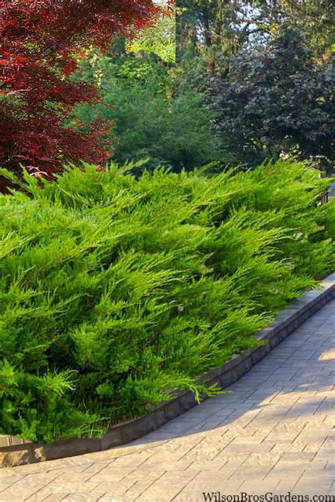 Sea Green Juniper Ground Cover