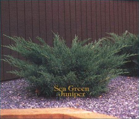 Sea Green Juniper: Low Maintenance Landscaping Solution