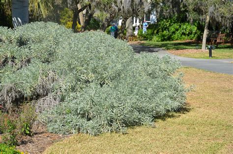 Sea Lavender Xeriscape Secret Garden Paths Zone Lanterns Coastal