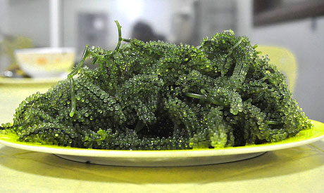 Seaweed Salad Nutrition Guide