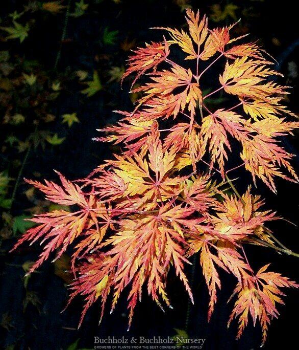 Seiryu Japanese Maple Whistling Gardens