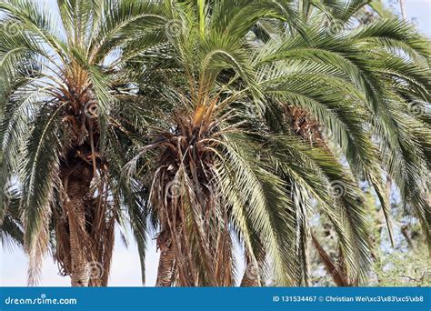 Senegal Date Palms Phoenix Reclinata Stock Image Image Of Biology