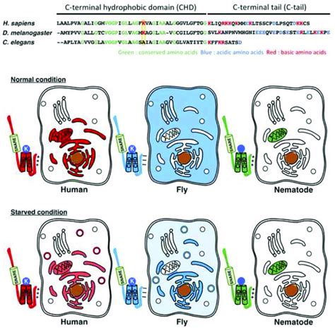 Sequence And Localization Of Human Fly And Nematode Stx17