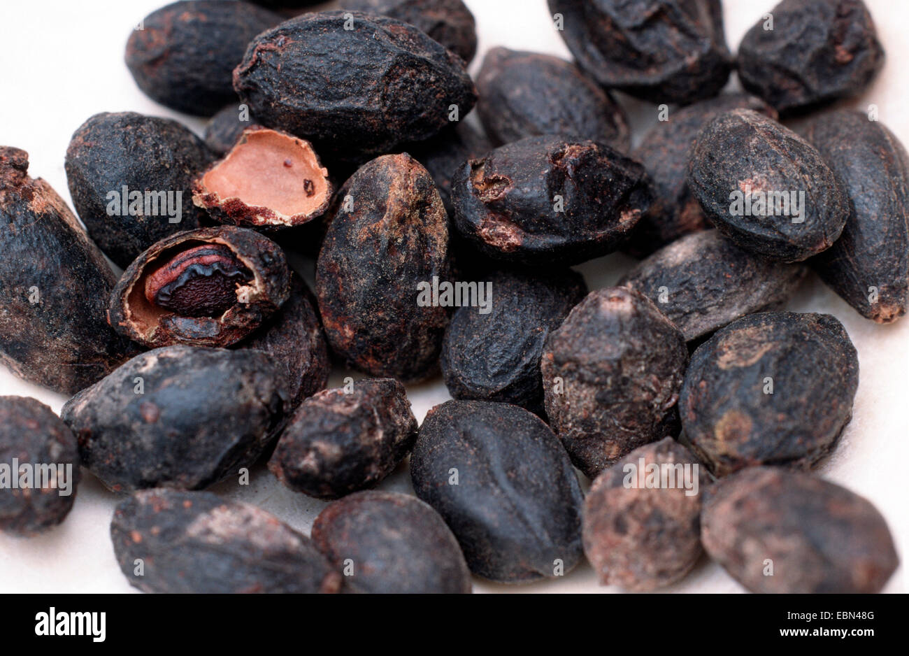 Serenoa Repens Saw Palmetto Plants Stock Photo Alamy