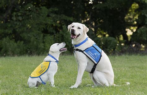 Service Dog Alberta: Find Trained Companions