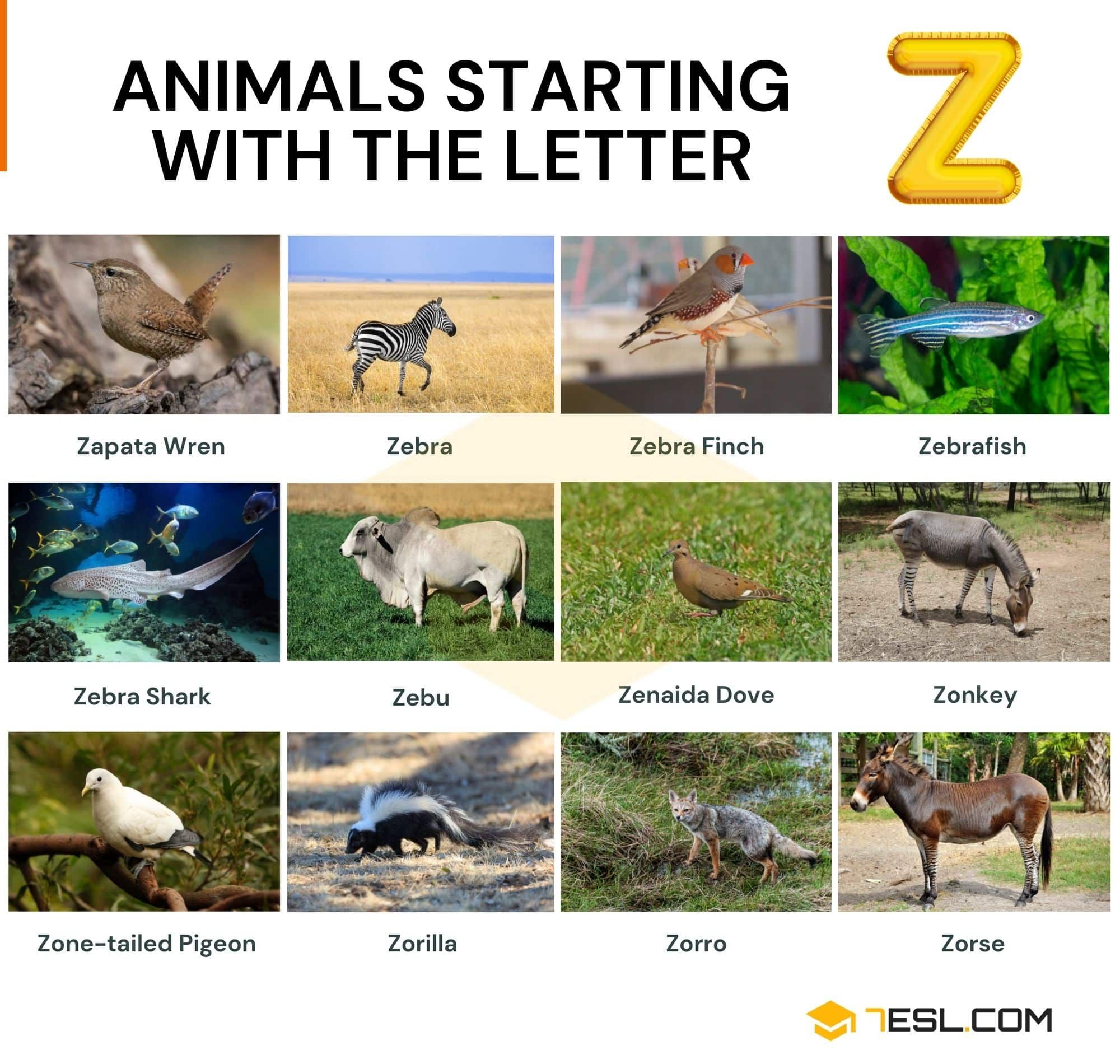 Shark A Z Animals