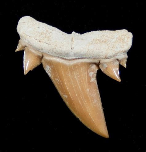 Shark Tooth Fossil