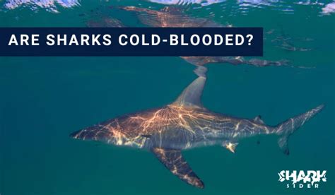 Sharks Cold Blooded: Understand Their Habitat