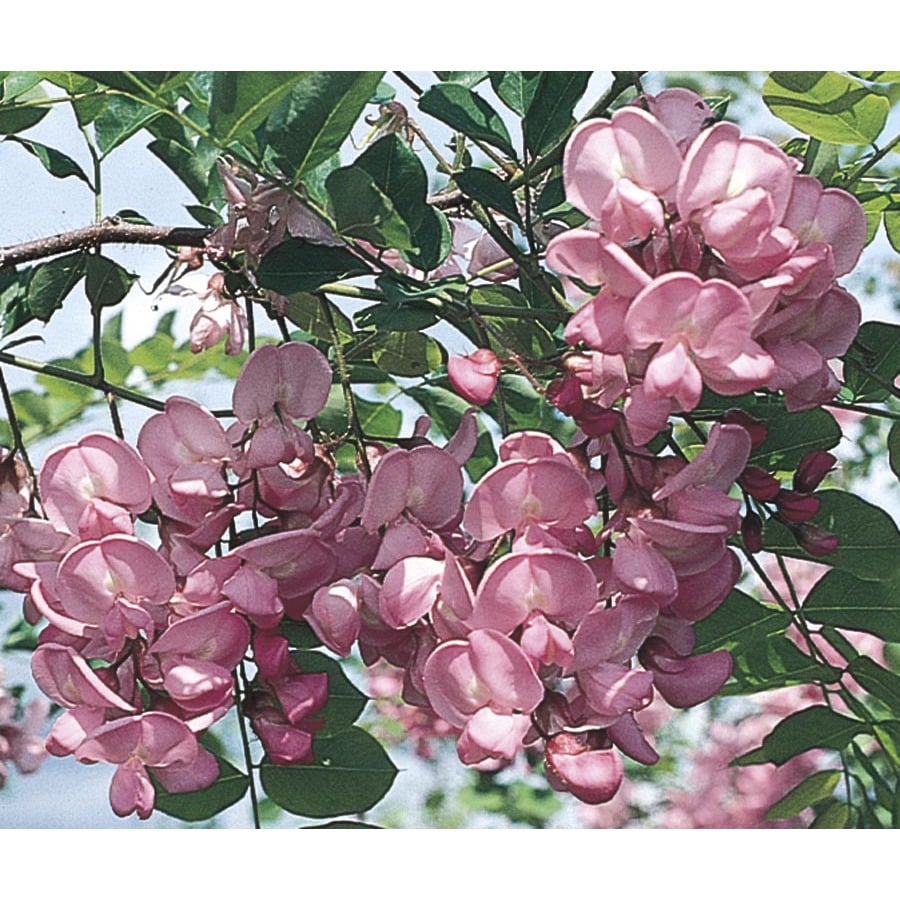 Shop 11 1 Gallon Purple Robe Locust Flowering Tree Lw01513 At Lowes Com