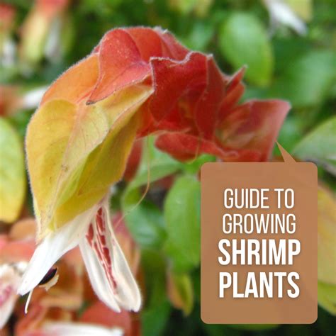 Shrimp Plant Tree: Easy Care Guide