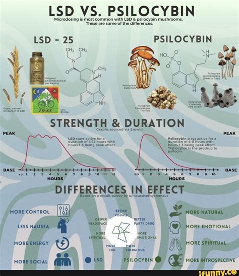 Shrooms Last: Effects Timeline