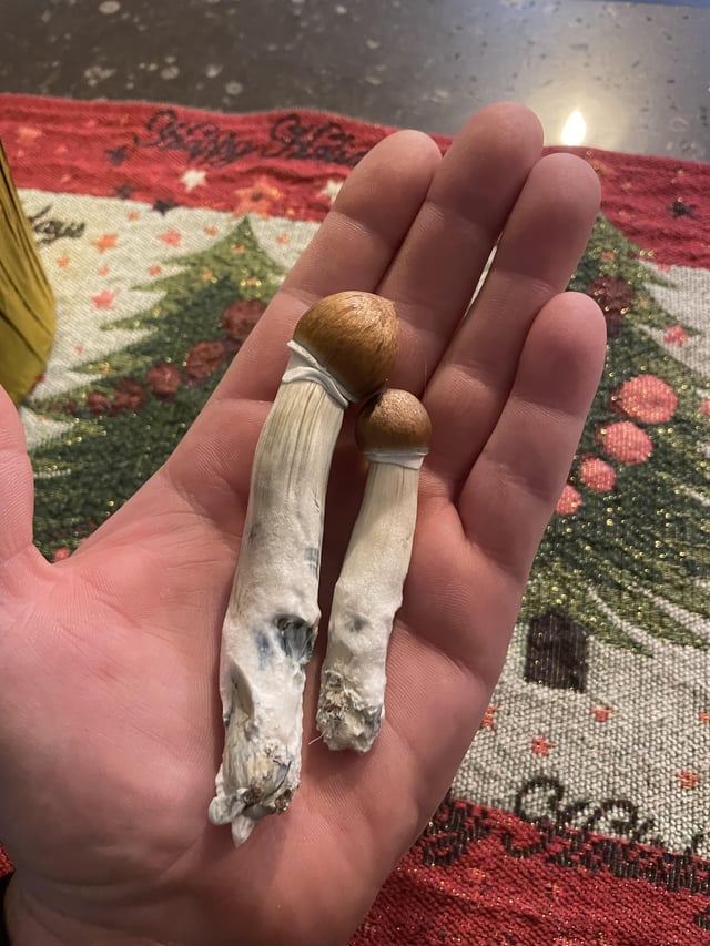 Shrooms: Safe Consumption Guide