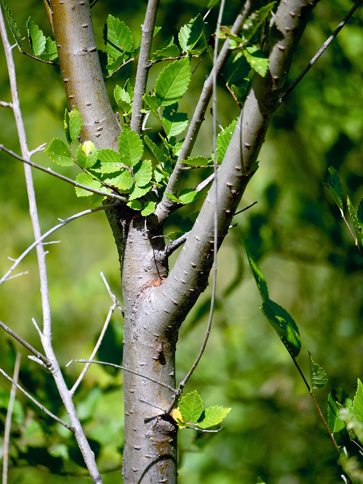 Siberian Elm