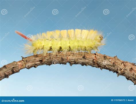 Side View Of Yellow Hairy Caterpillar Stock Photo Image Of