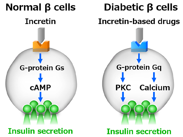 Signaling Switch In Pancreatic Beta Cells Determines Anti Diabetic Drug