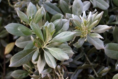 Silver Buttonwood Plant: Easy Care Tips