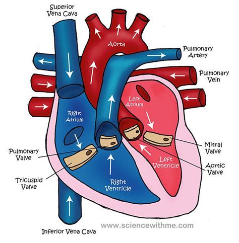 Simple Heart Diagram: Learn Heart Function Easily