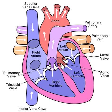 Simple Heart Diagram With Labels And Functions Simple Heart