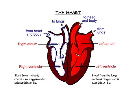 Simple Heart Diagram