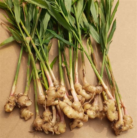 Simply Living Ginger Plant S Fragrant Liquid Makes It A Useful Beauty