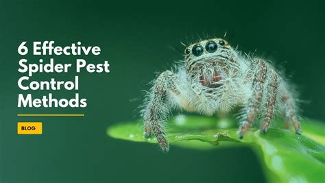 Sit Guide: Effective Pest Control Methods Revealed