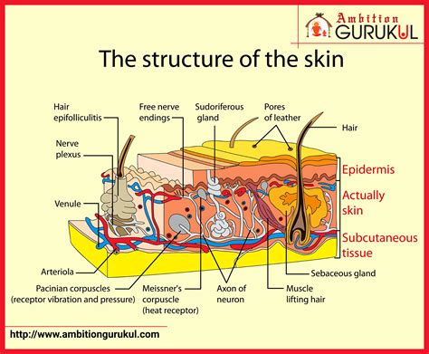 Skin Diagram: Identify Skin Structures Easily