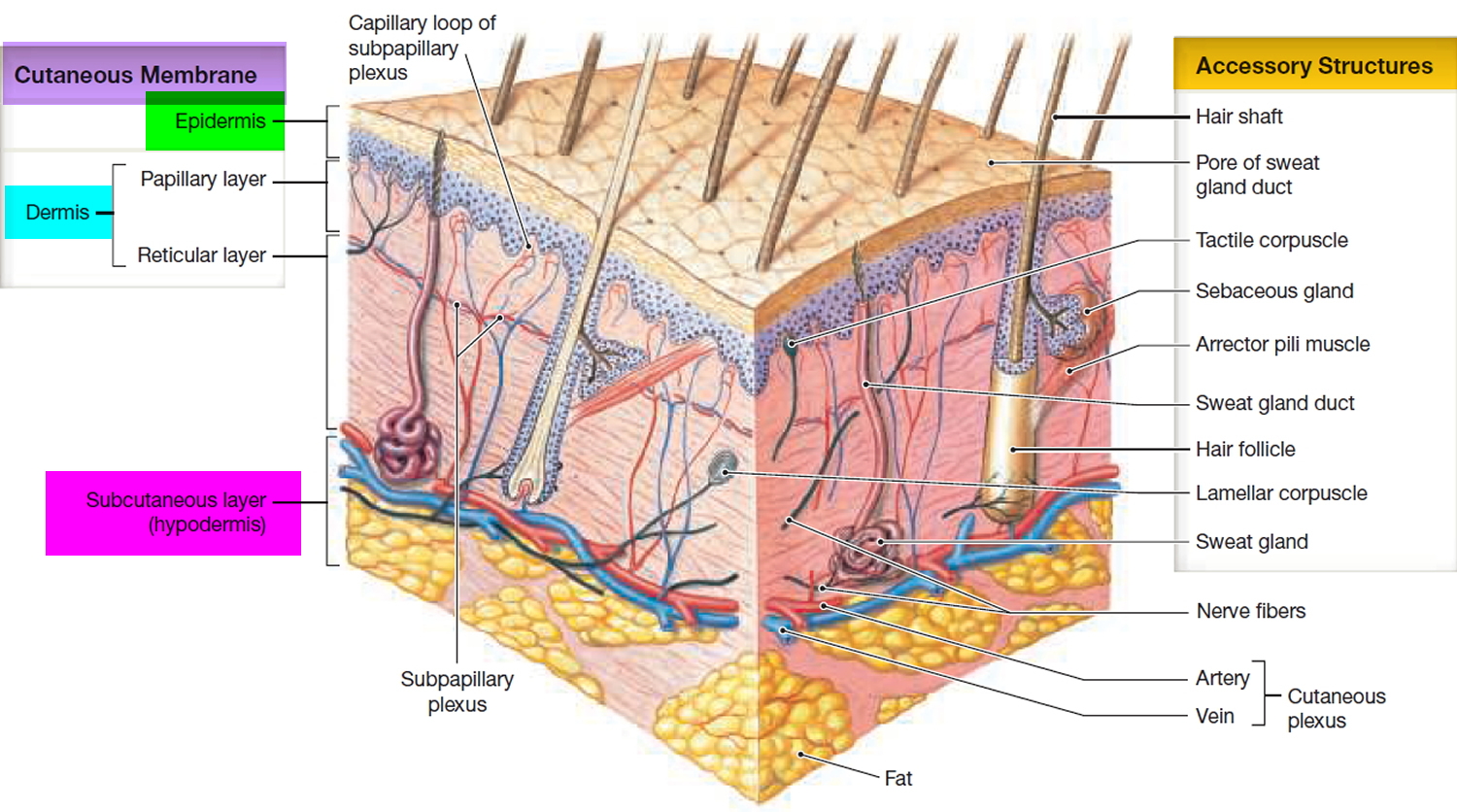 Skin Diagram Labeled: Understand Skin Layers