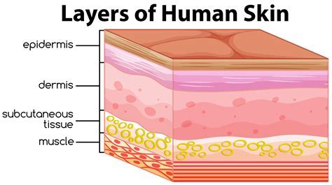 Skin Diagram: Understand Your Body