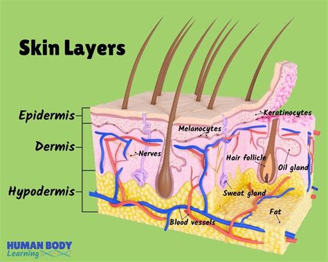 Skin Structure Diagram Labeled