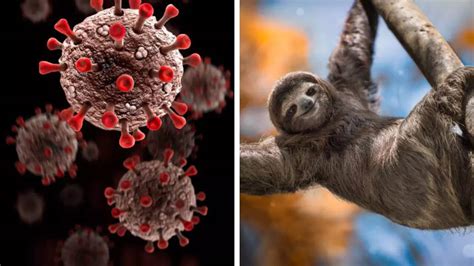 Sloth Fever Virus: Protect Yourself Now